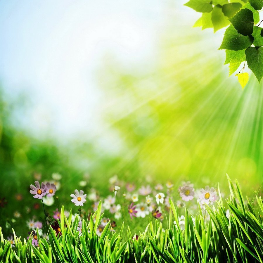 Природа зелень