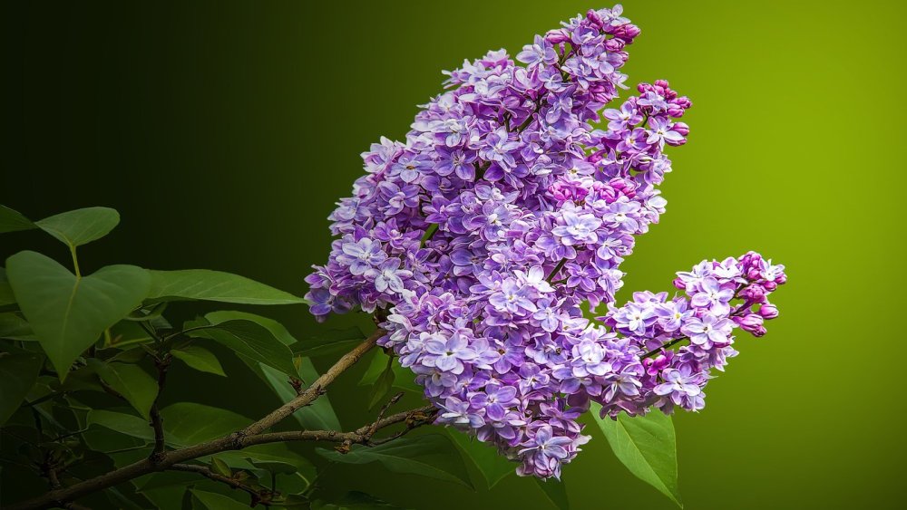Фон сирень цветет