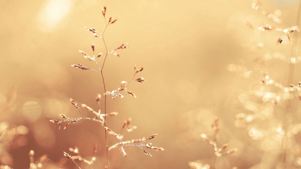 Фон в бежевых тонах