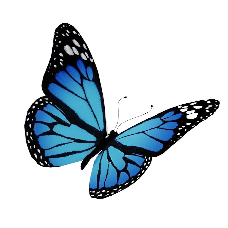 Много бабочек на прозрачном фоне