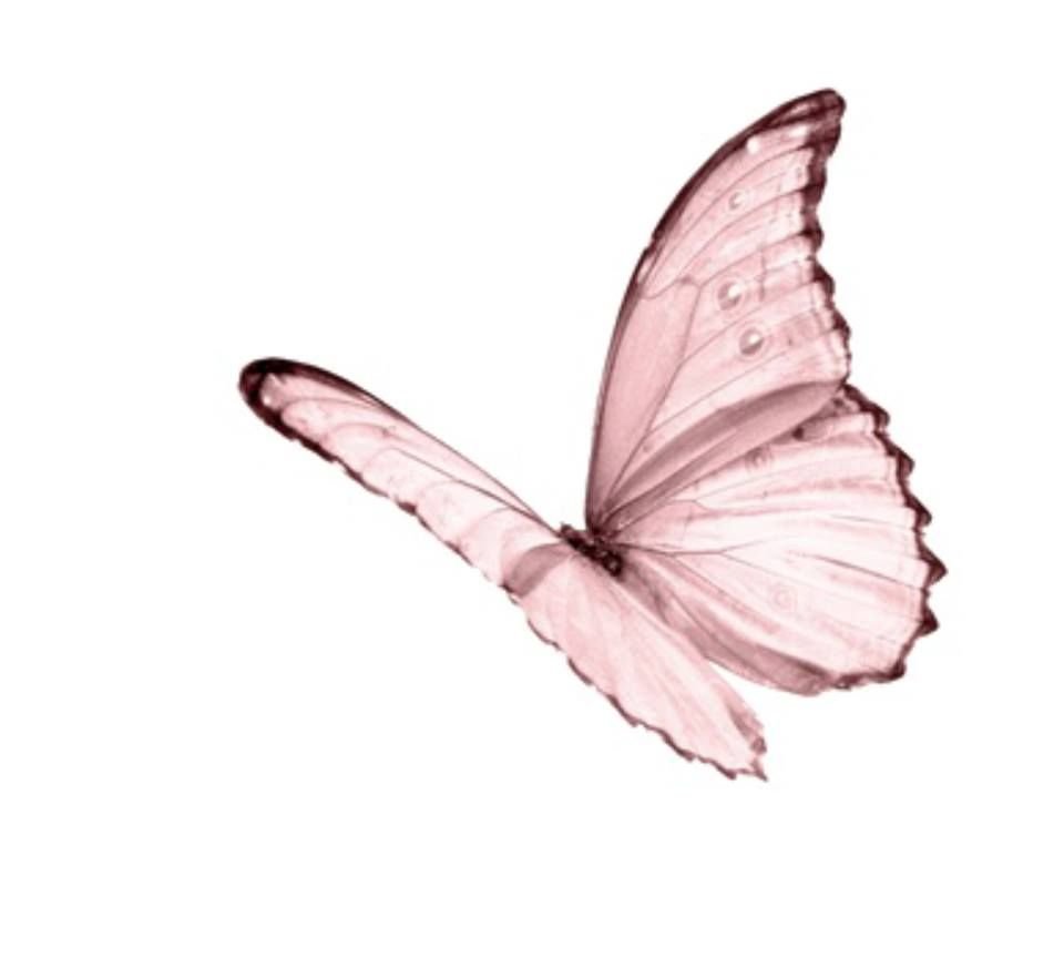 Дрейн бабочки