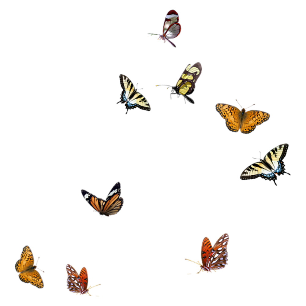 Маленькие бабочки на прозрачном фоне