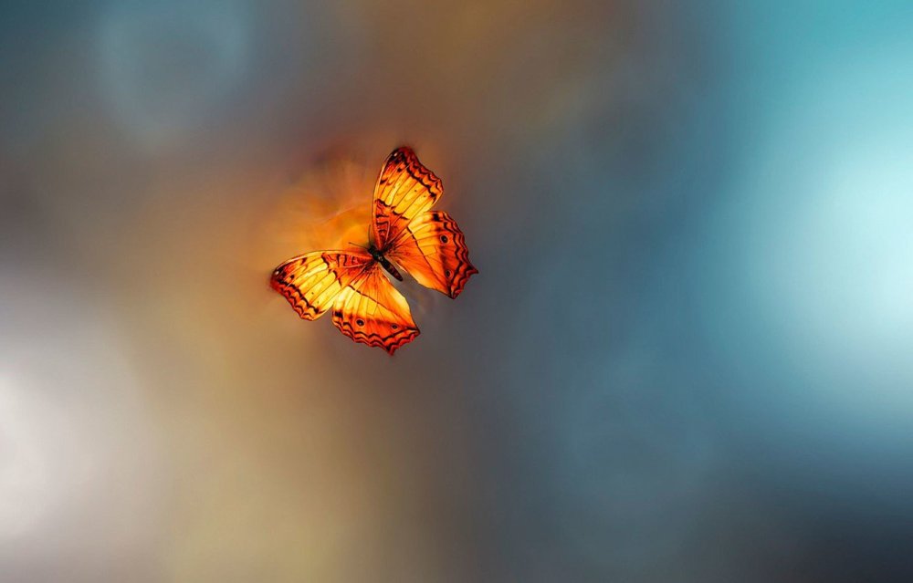Бабочка летит
