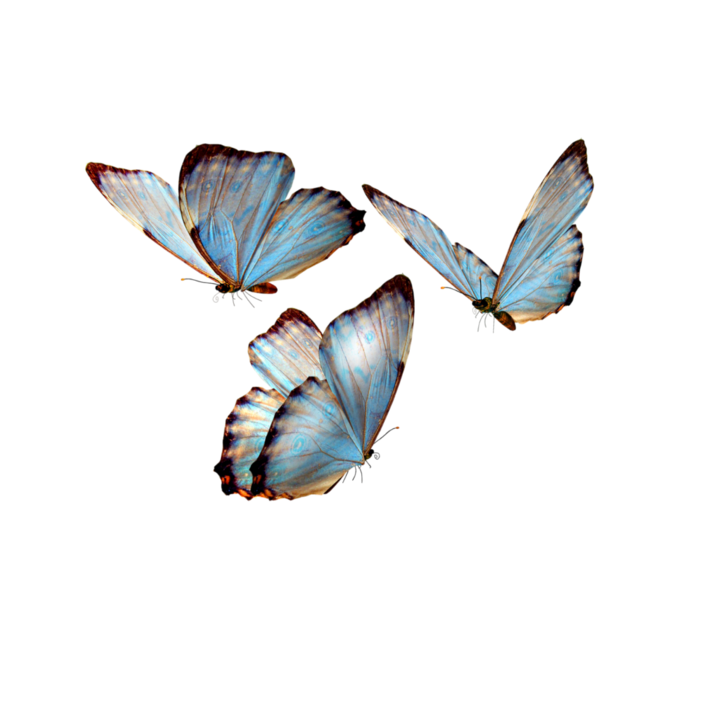 Бабочки Эстетика