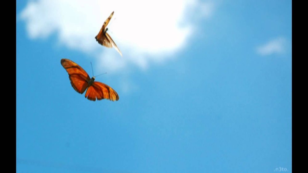 Бабочки в небе