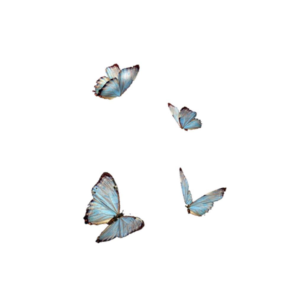 Бабочки для фотошопа