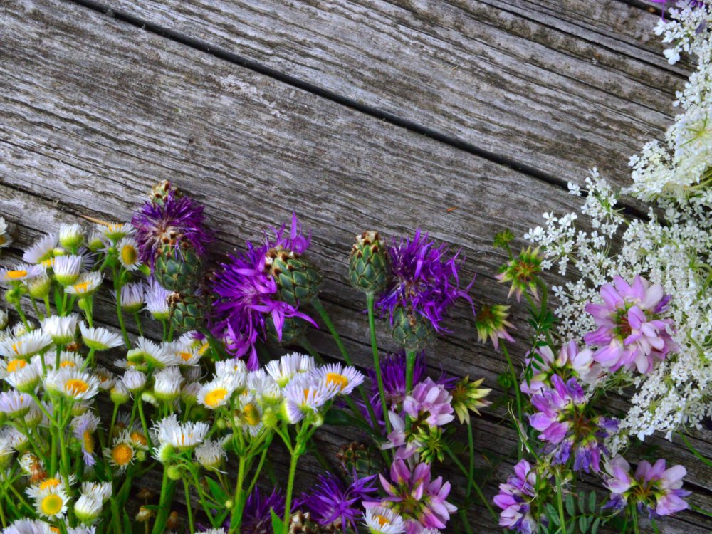 Синеголовник полевой