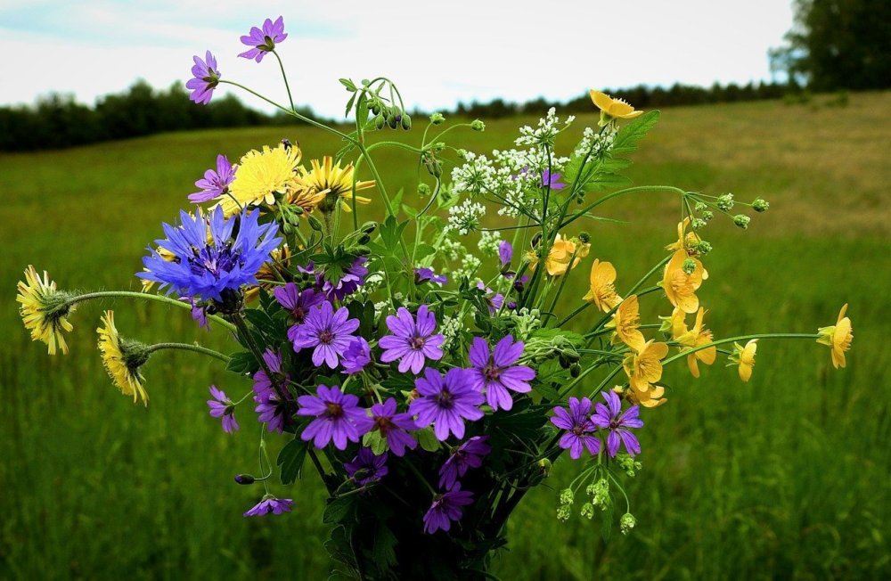 Букет полевых цветов