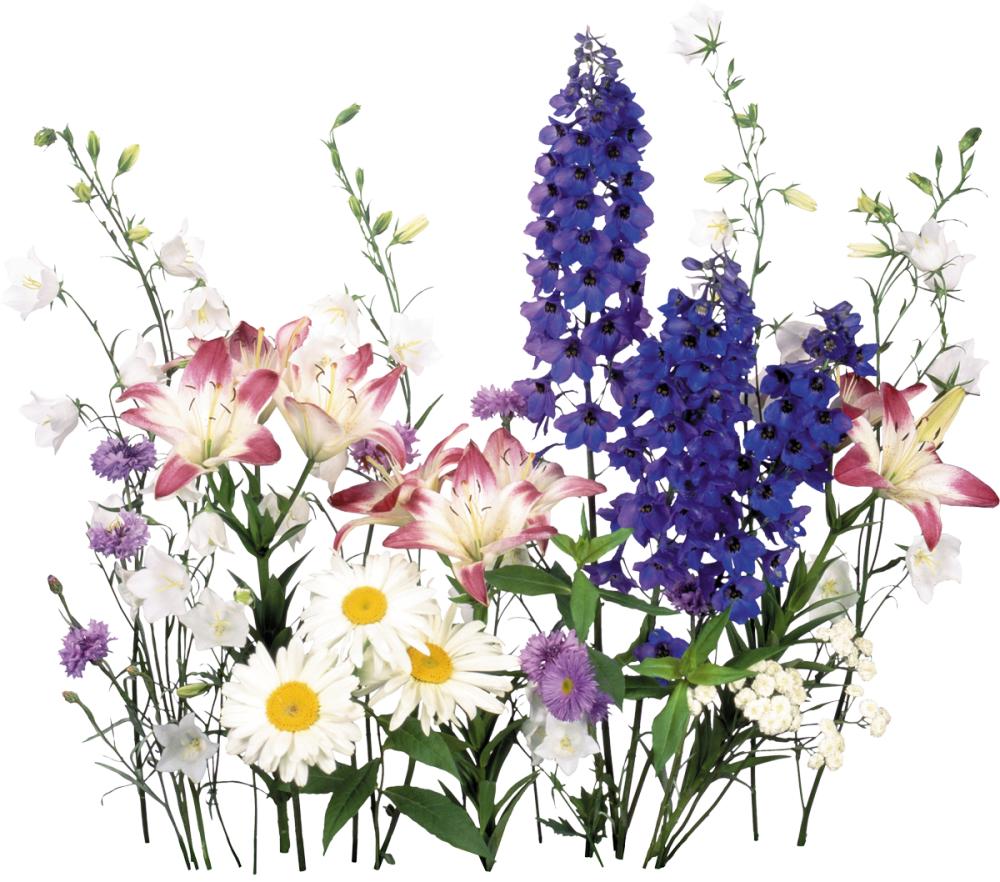 Полевые цветы