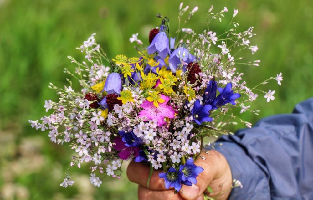 Полевые цветы
