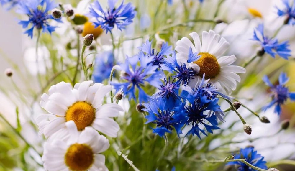 Букет полевых цветов