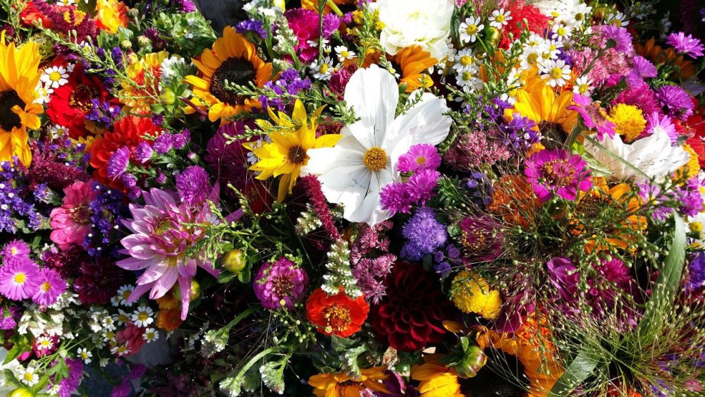 Летний фон с цветами