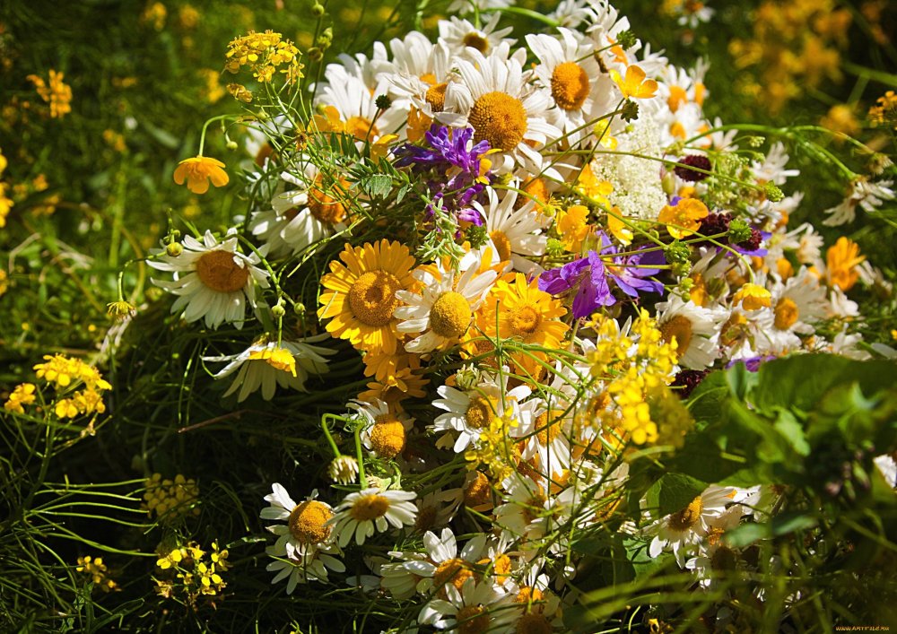 Ромашки и васильки
