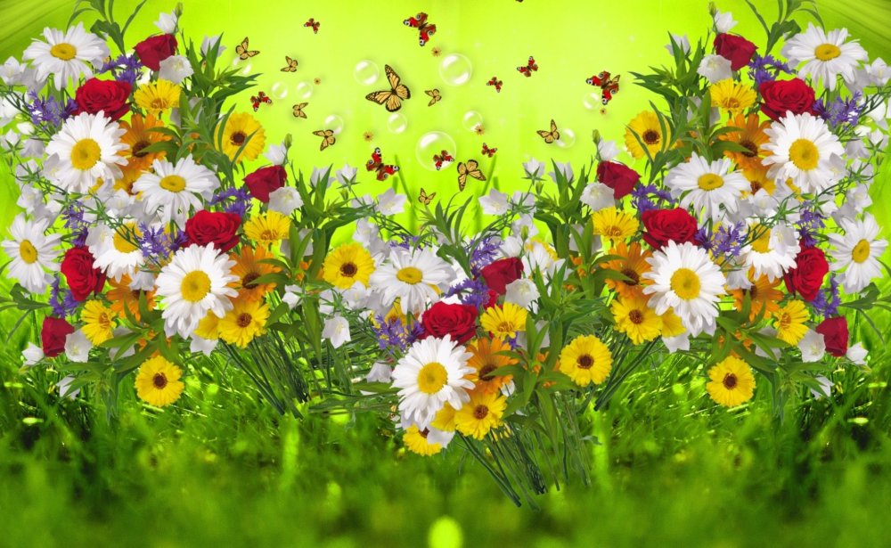 Полевые цветы на белом фоне