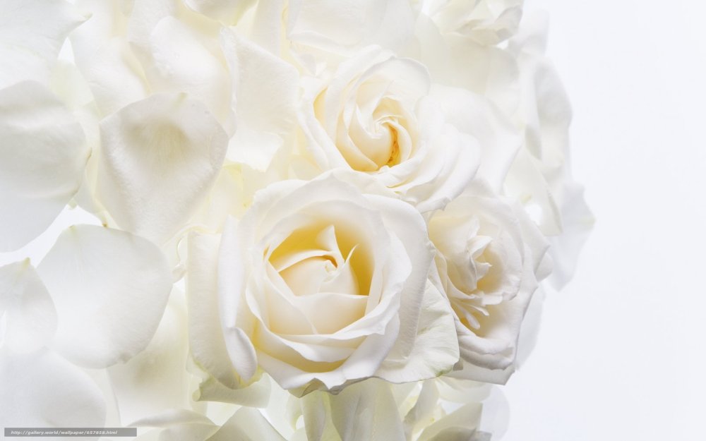 Букет белых роз
