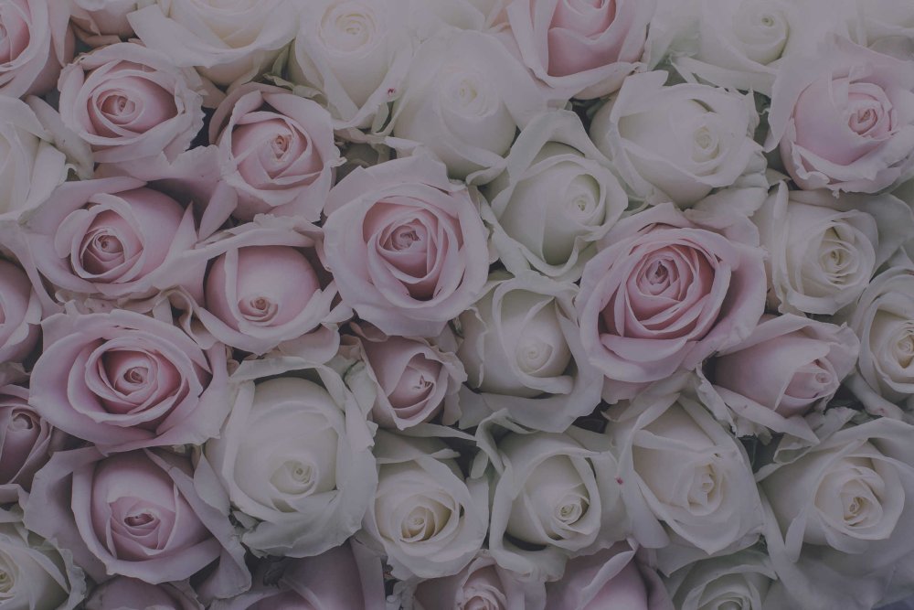 Гипсофила белая