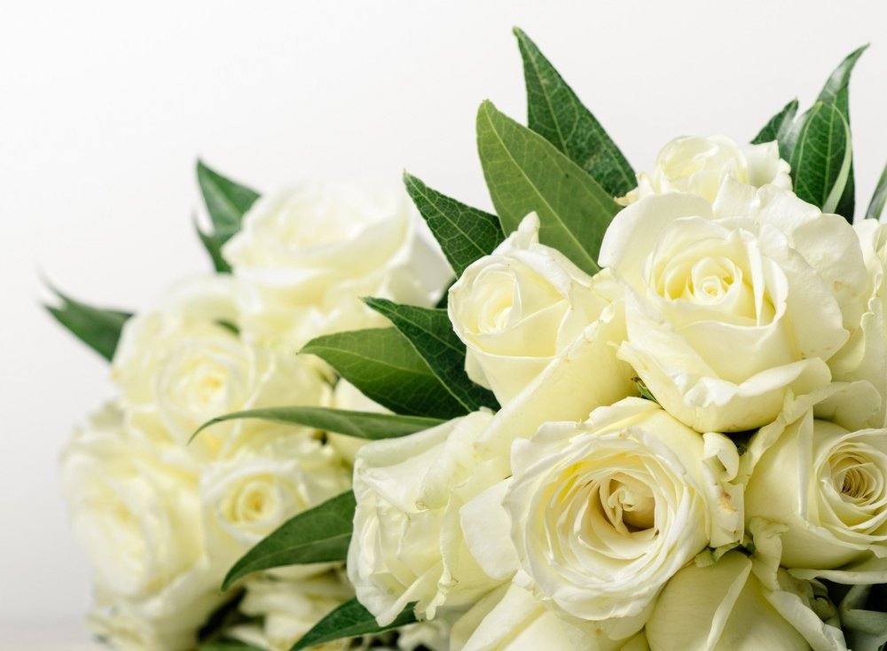 Вайт Мадонна роза