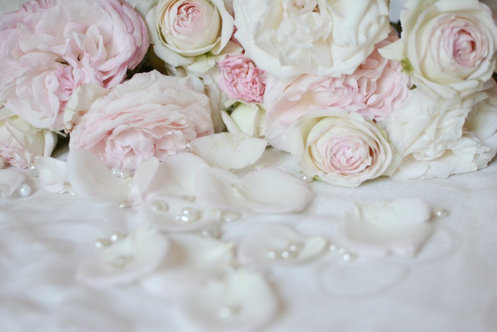 Белые розы картинки красивые