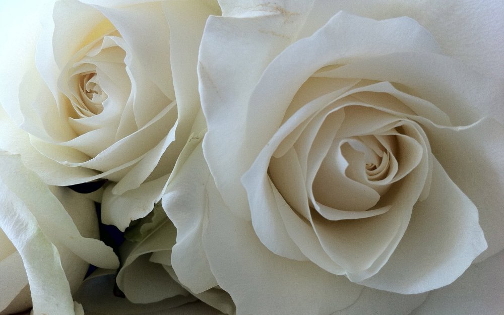 Белые розы обои
