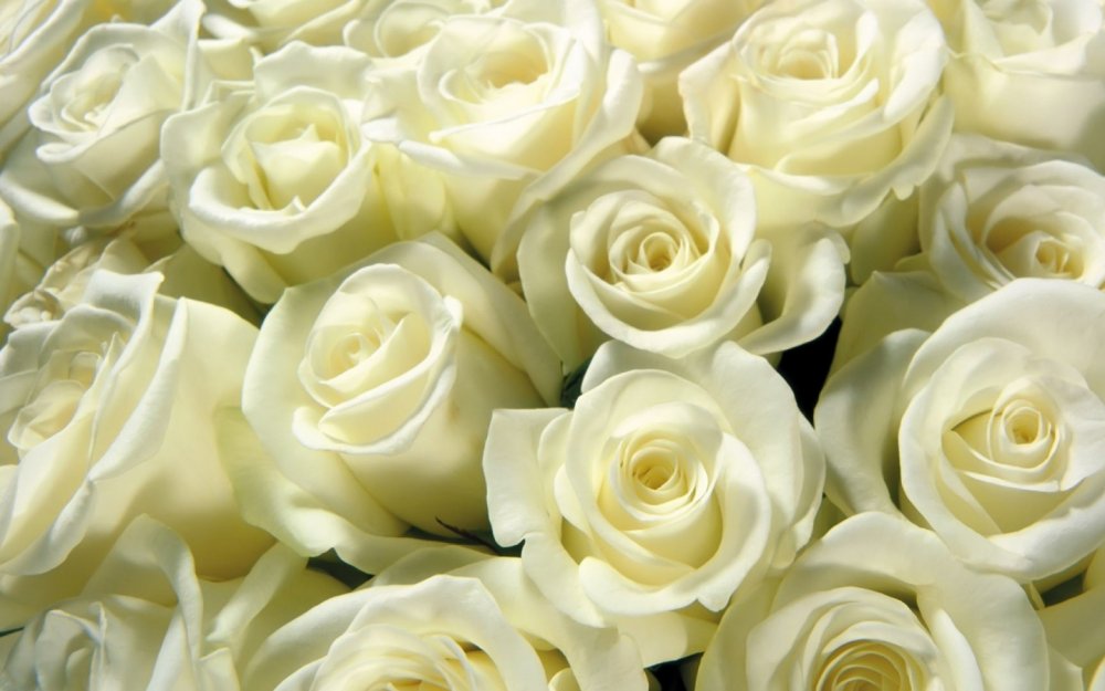 Розы молочного цвета