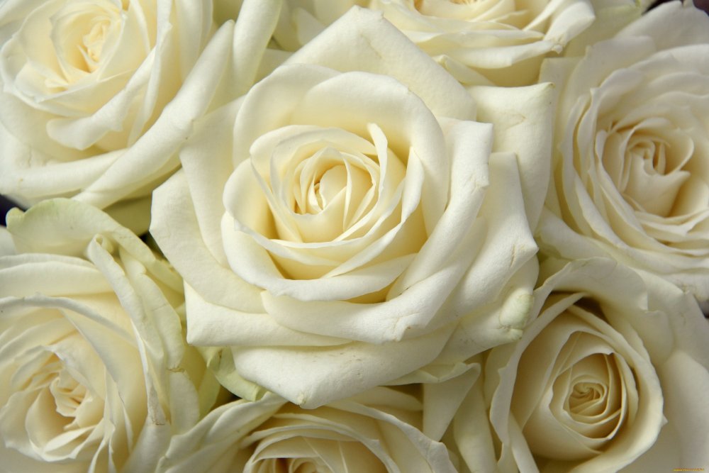 Светло розовые розы