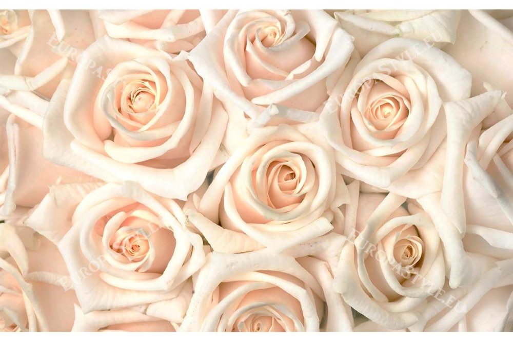 Роза Вайт Баблз