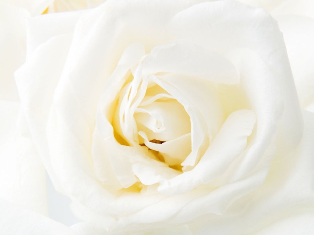 Роза на белом фоне