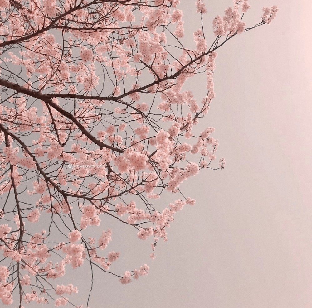 Ранункулюс (Лютик) пастель