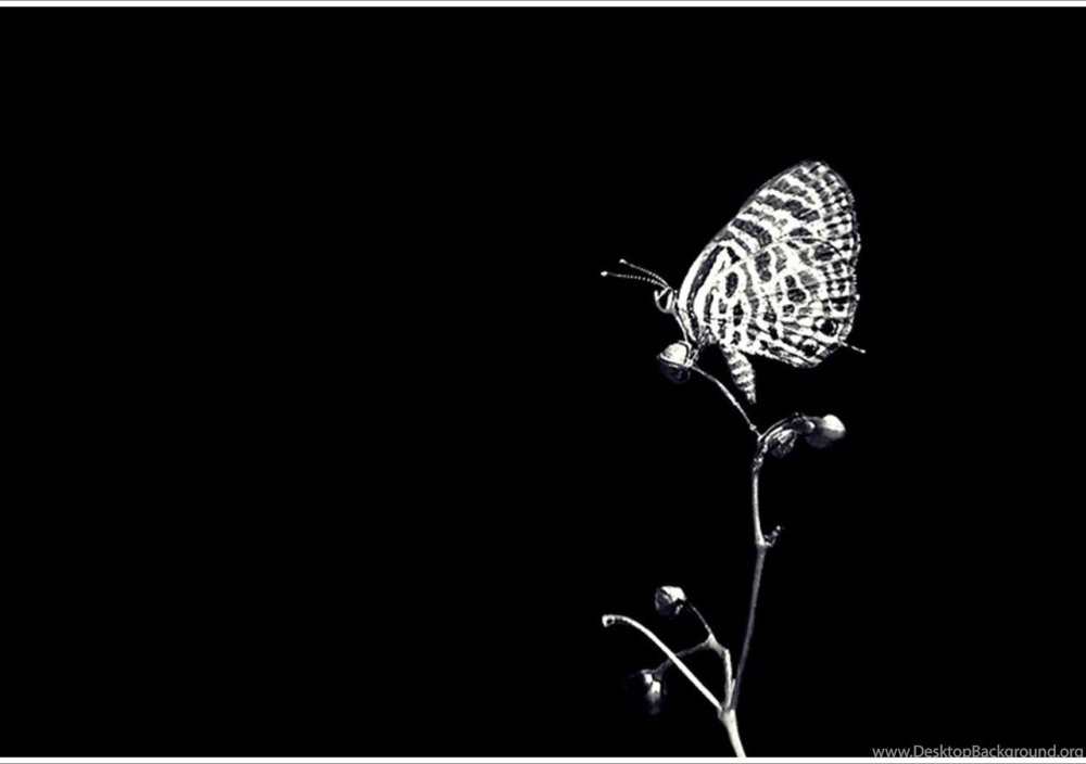 Бабочки на черном фоне