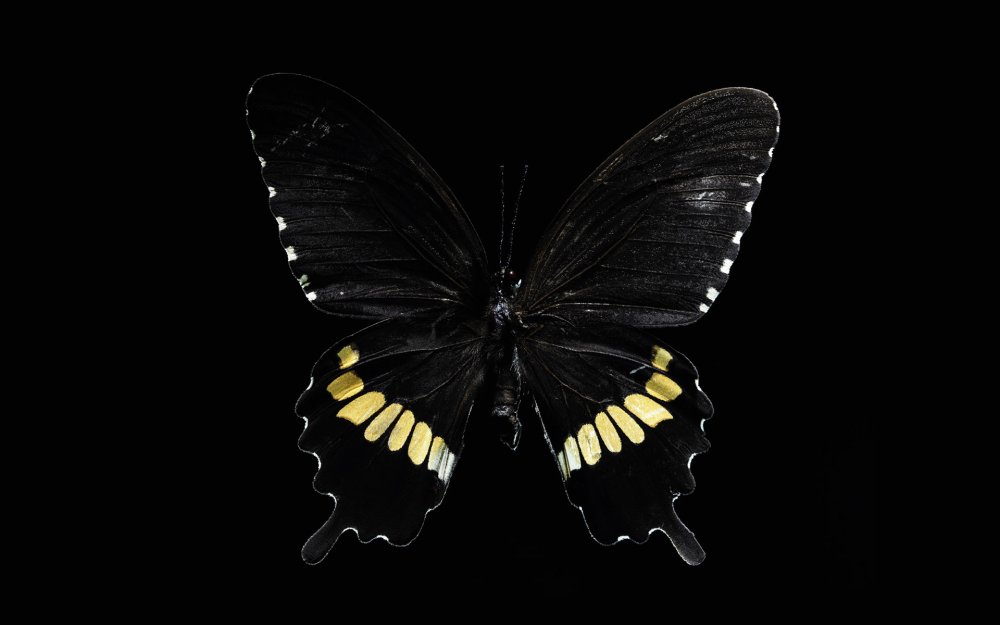 Синяя бабочка