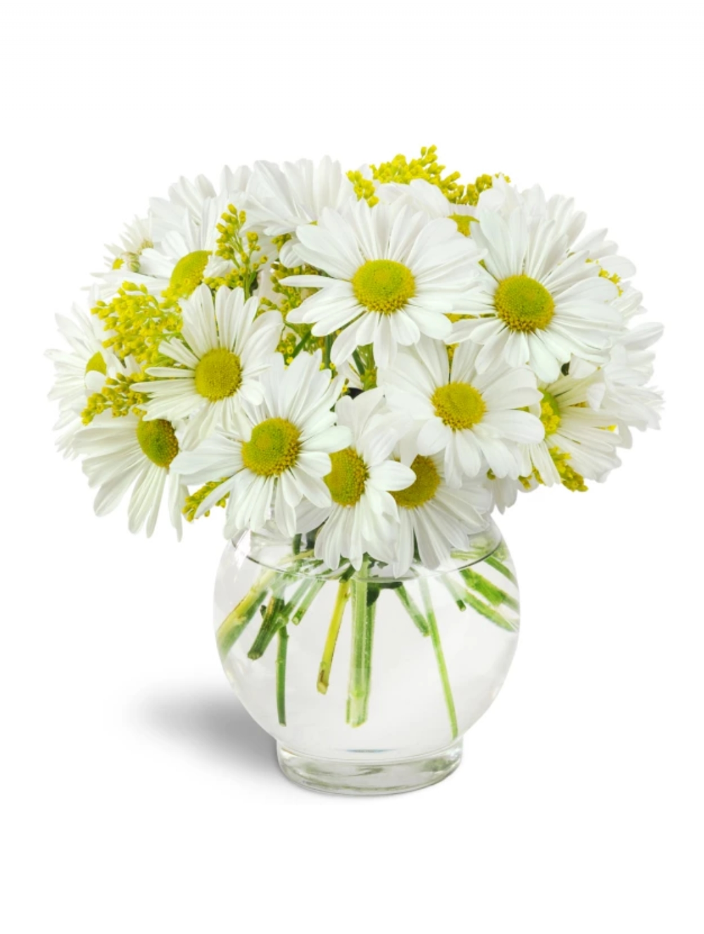 Ромашки картинки