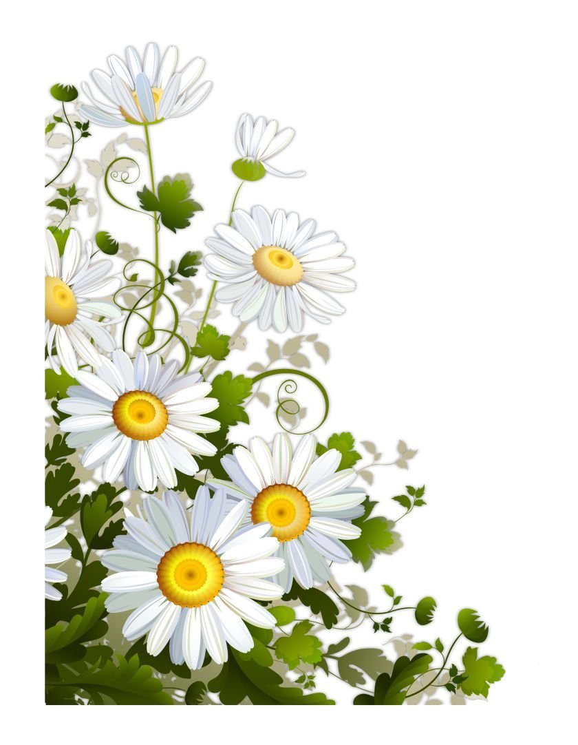 Букет ромашек на белом фоне