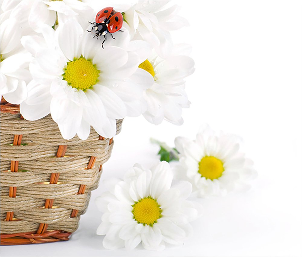 Ромашки в корзине