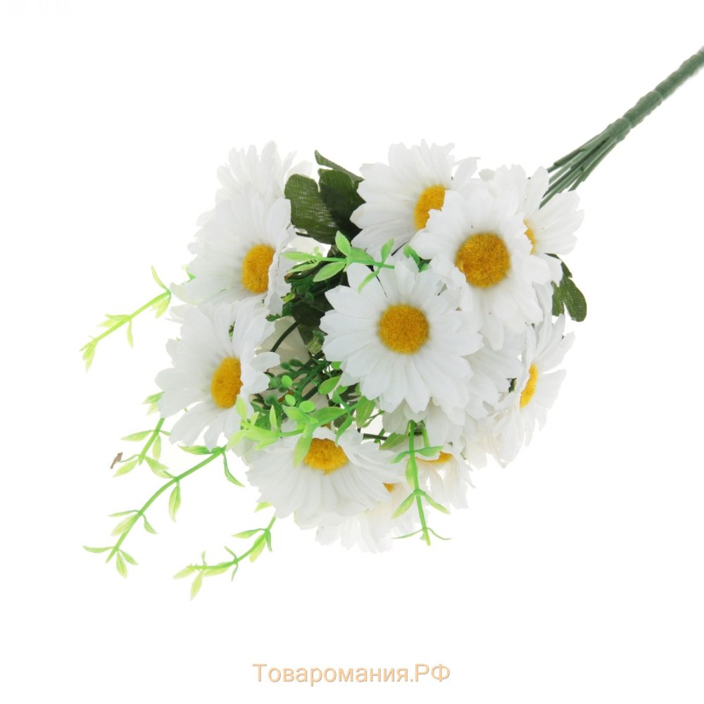 Клипарт ромашки на прозрачном фоне