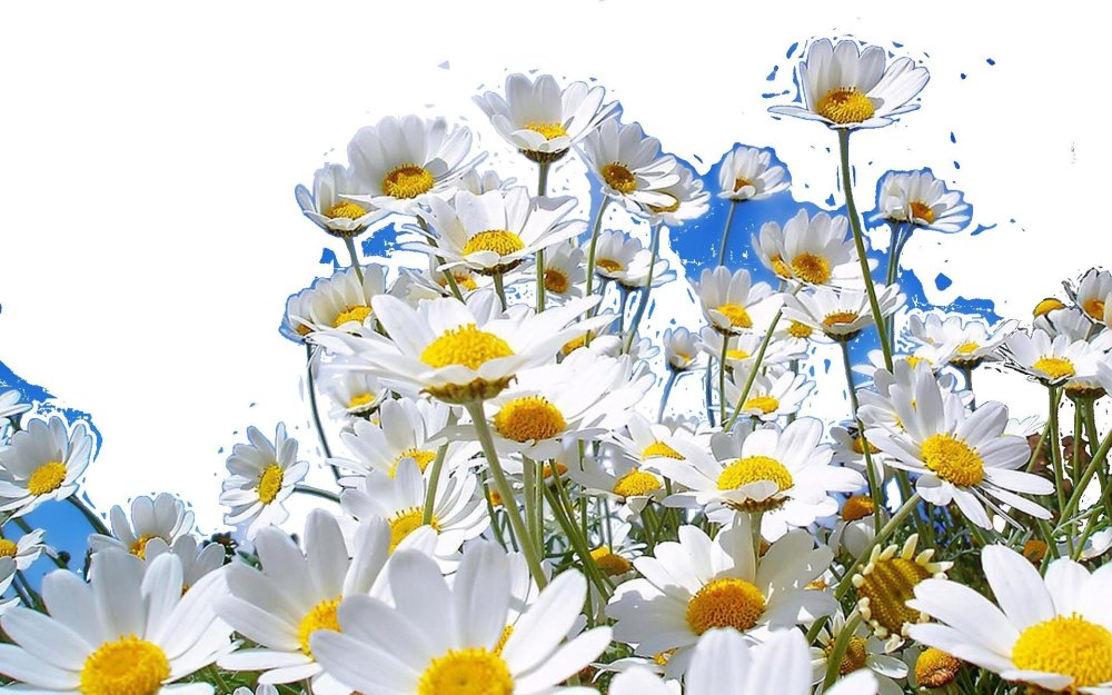 Ромашки в горшке