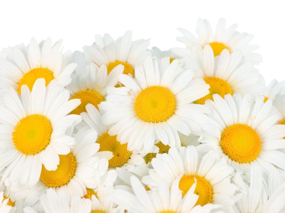 Букет ромашек