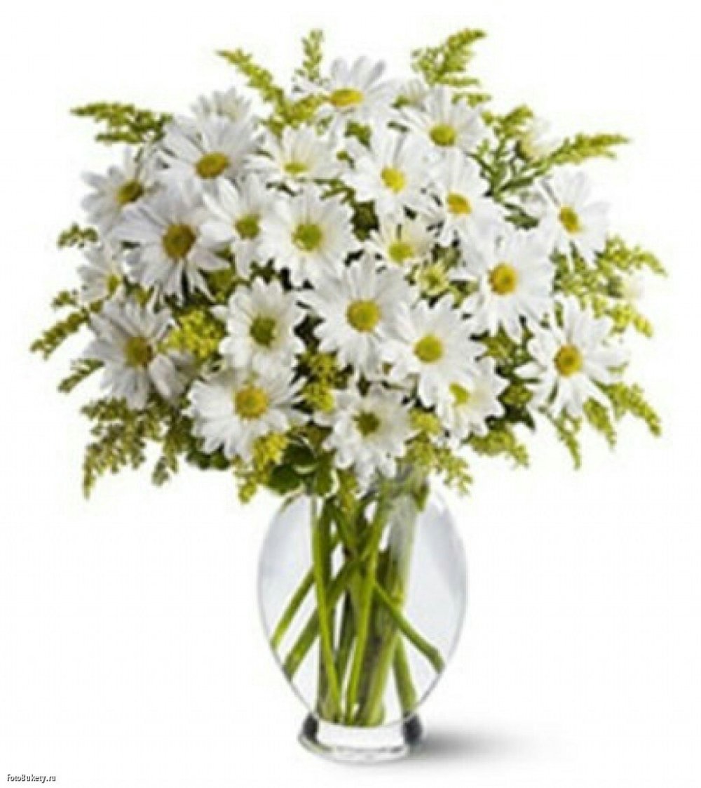 Ромашка на белом фоне