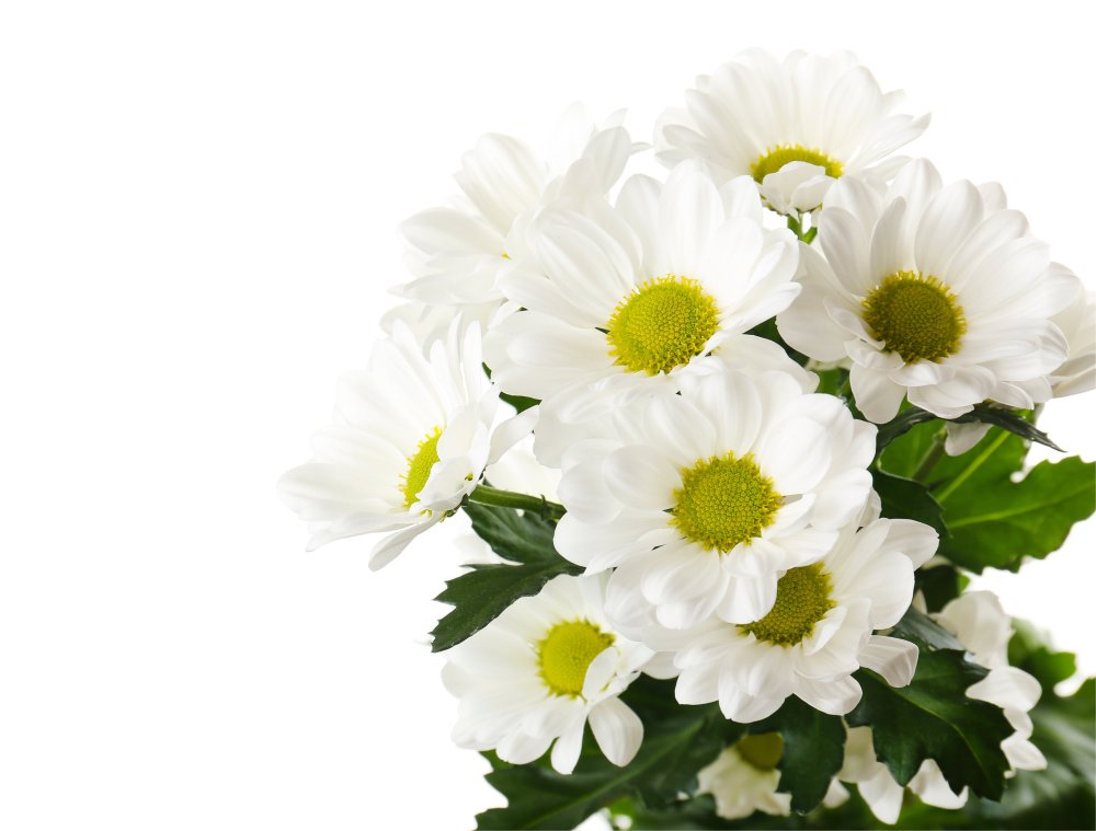 Хризантема белая Ромашка