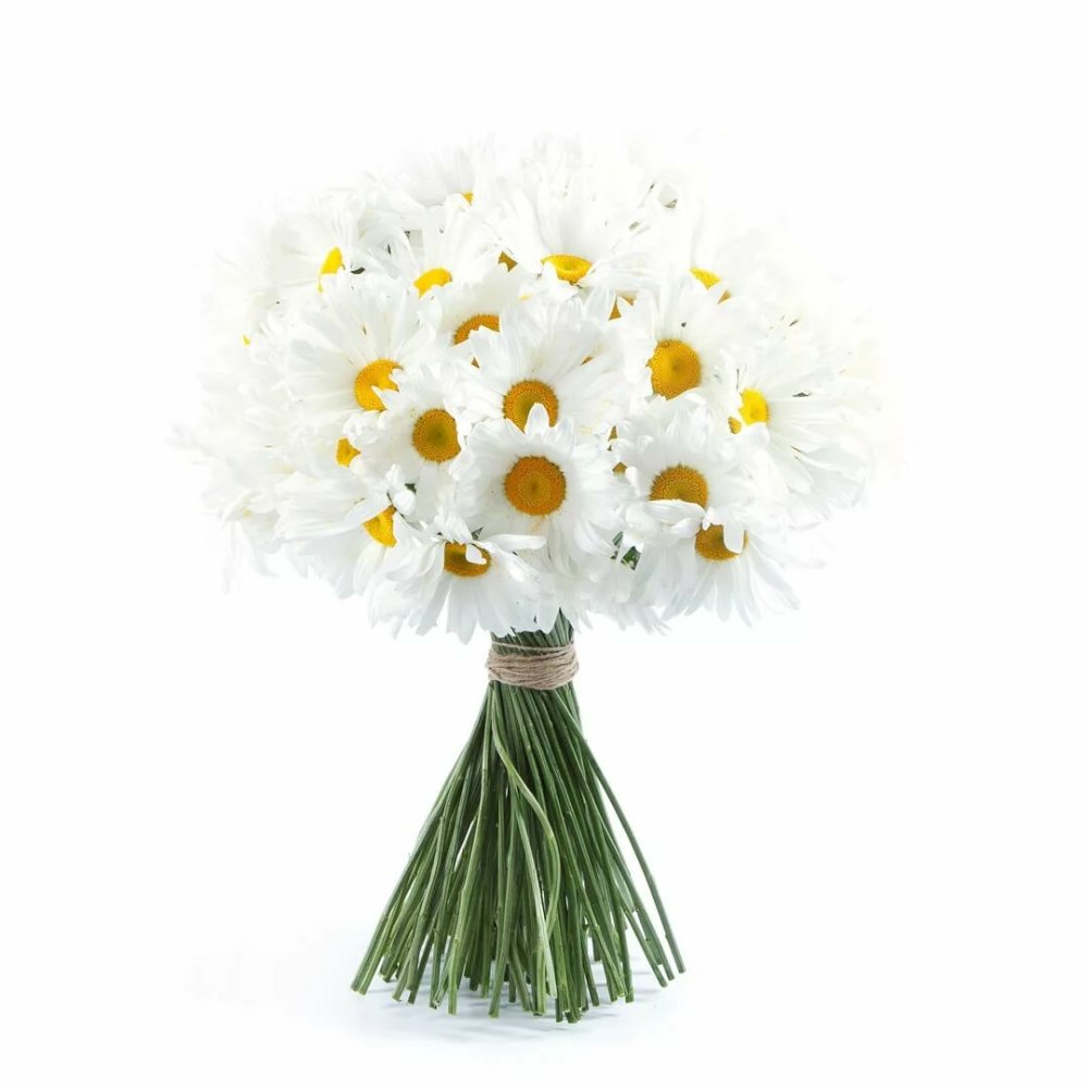 Ромашки фон для рабочего стола