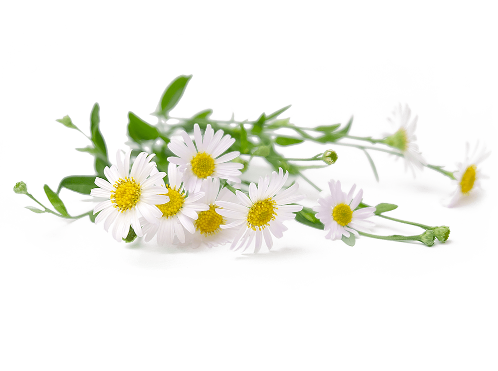 Ромашка на белом фоне