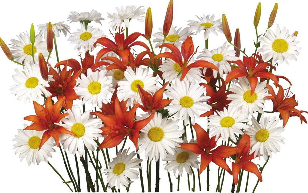 Летний фон с цветами