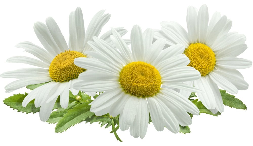 Букет ромашек