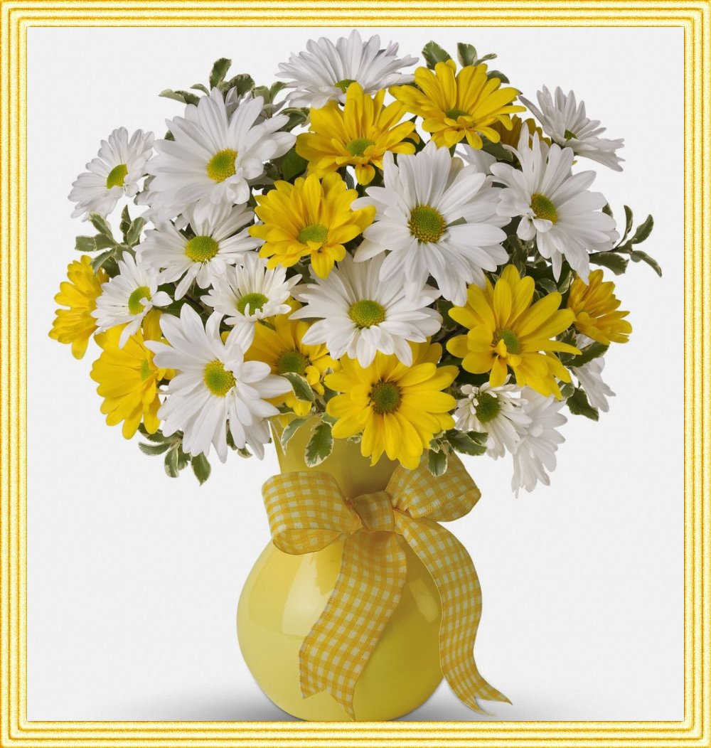 Ромашка на белом фоне