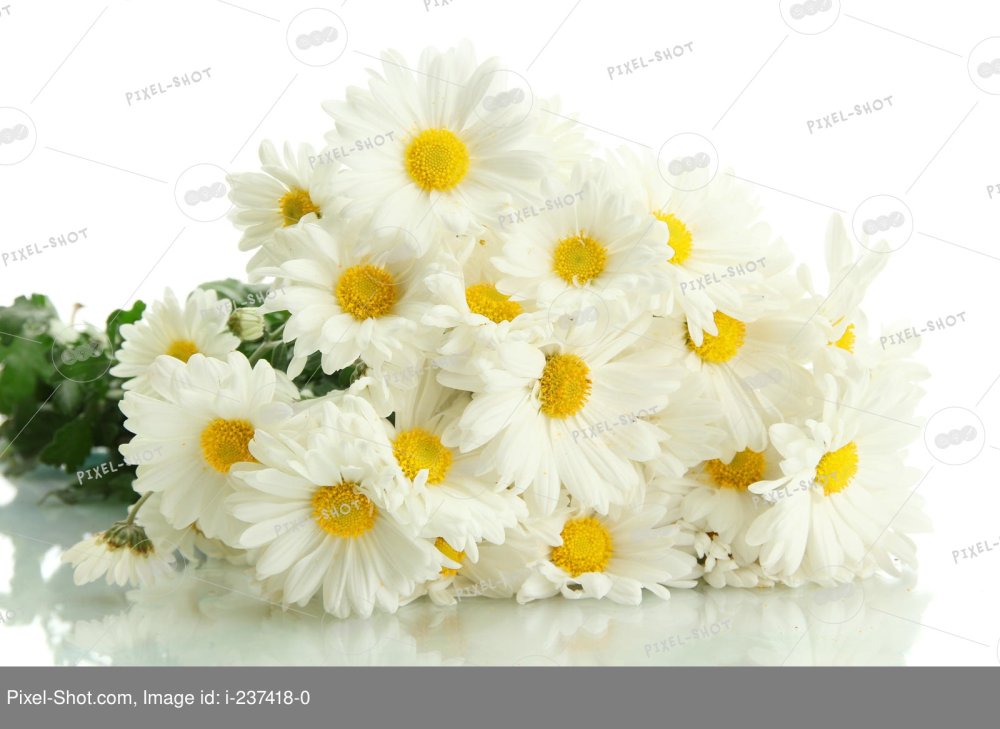 Огромный букет ромашек на белом фоне