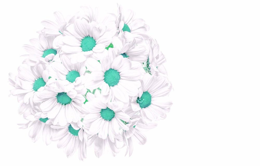 Dendranthema lavandulifolium