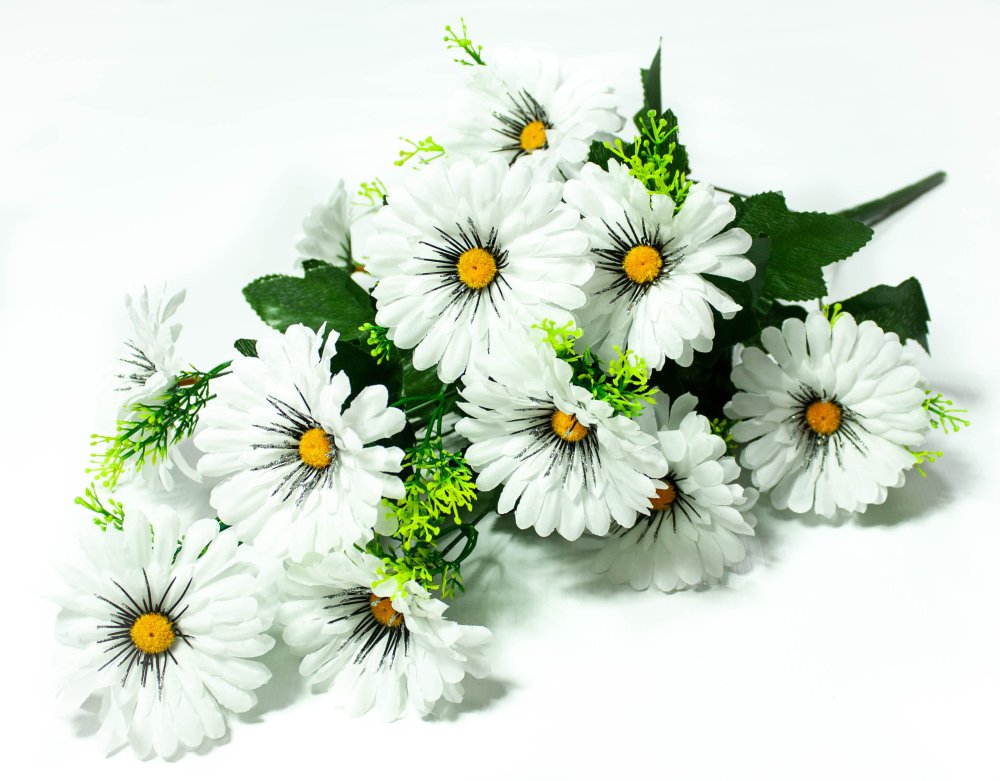 Куст ромашки на белом фоне