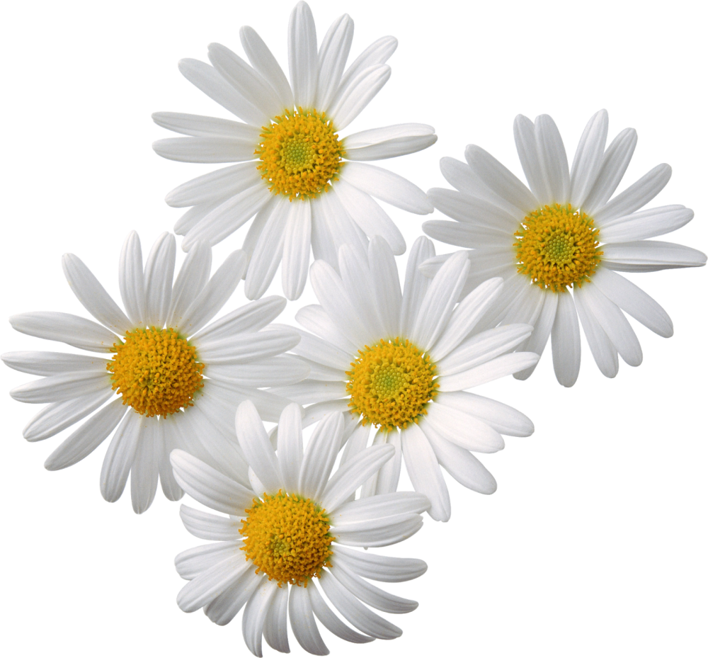 Camomile Ромашка