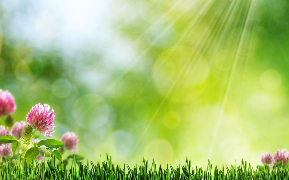 Лето цветы бабочки