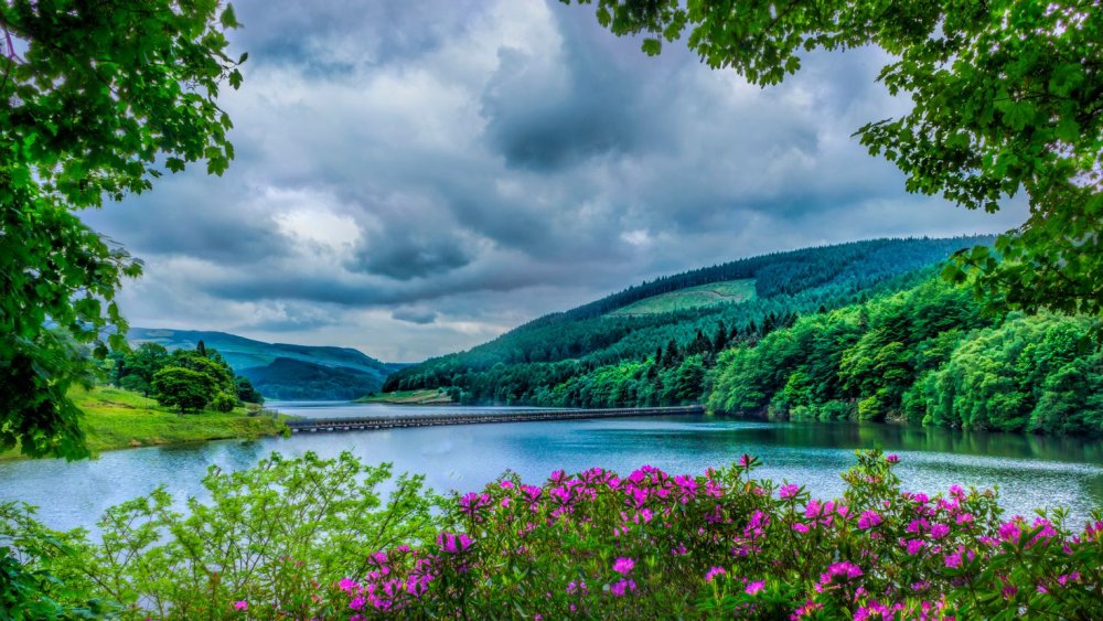 Поляна с цветами и бабочками