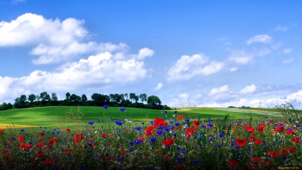 Природа поле